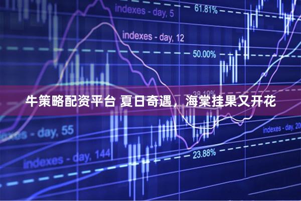 牛策略配资平台 夏日奇遇，海棠挂果又开花